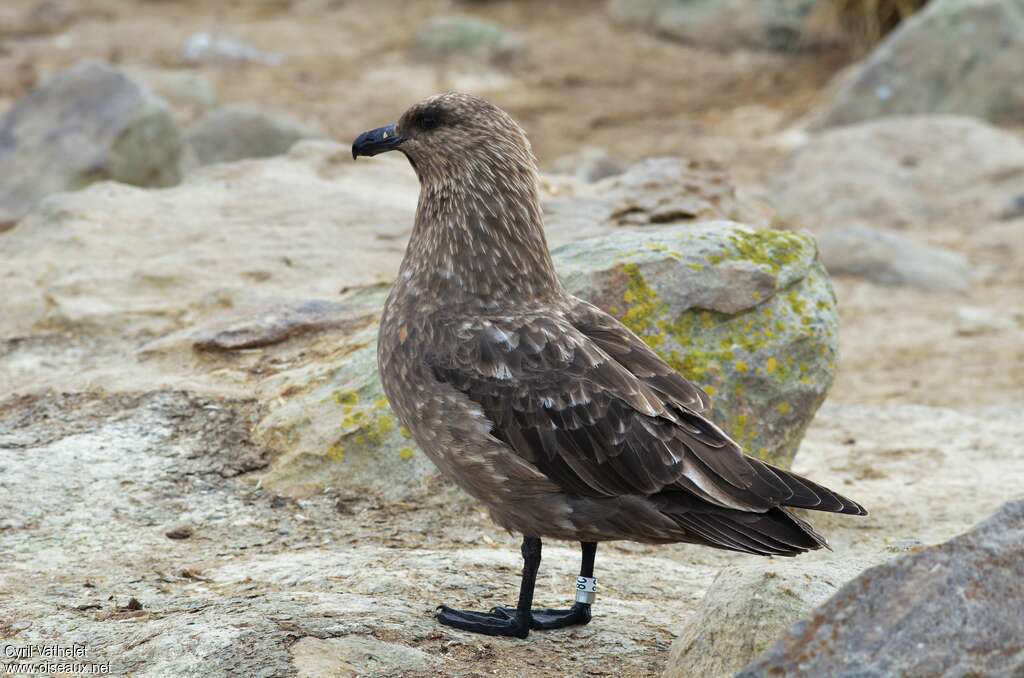 Brown Skuaadult, identification