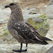 Brown Skua