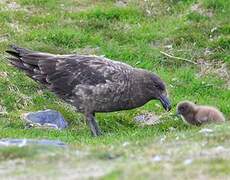 Labbe antarctique