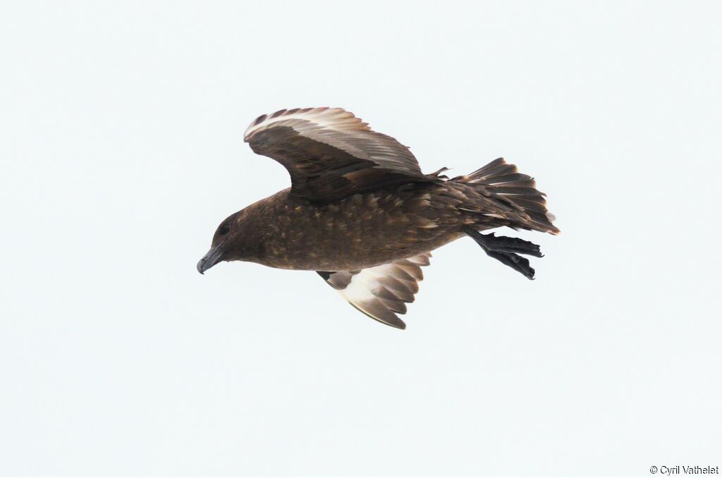 Brown Skua, identification, aspect, pigmentation, Flight