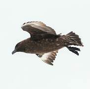 Brown Skua