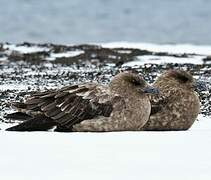 Labbe antarctique