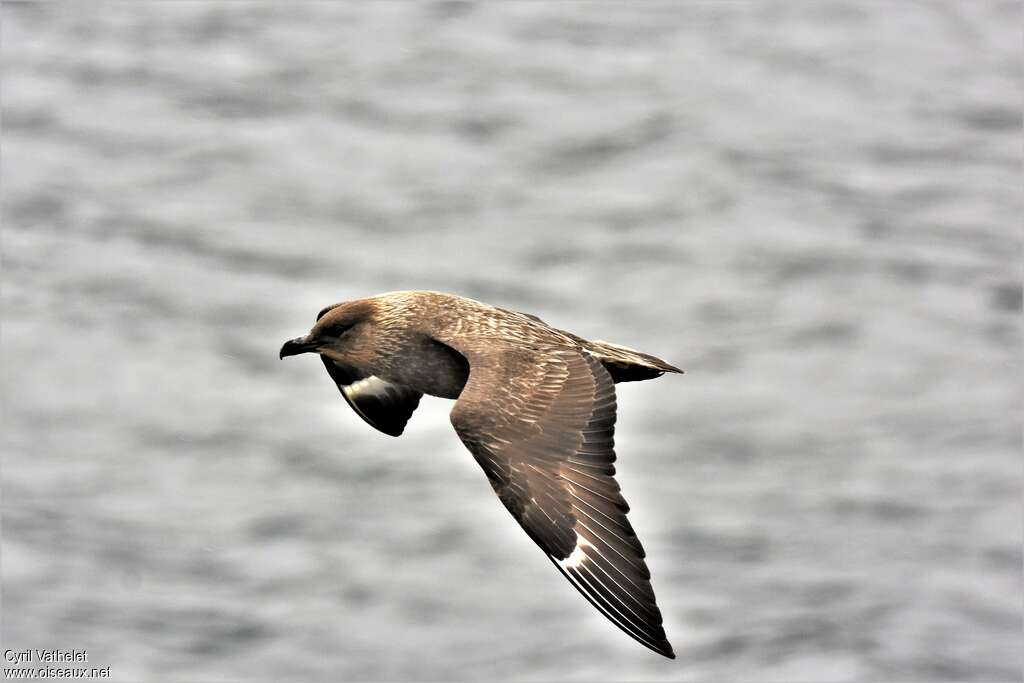 Chilean Skua, identification, aspect, Flight