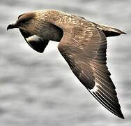 Chilean Skua