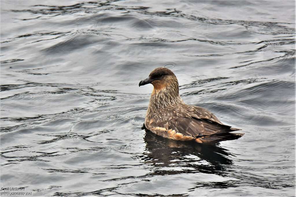 Chilean Skuajuvenile, swimming