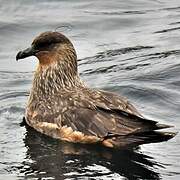 Chilean Skua