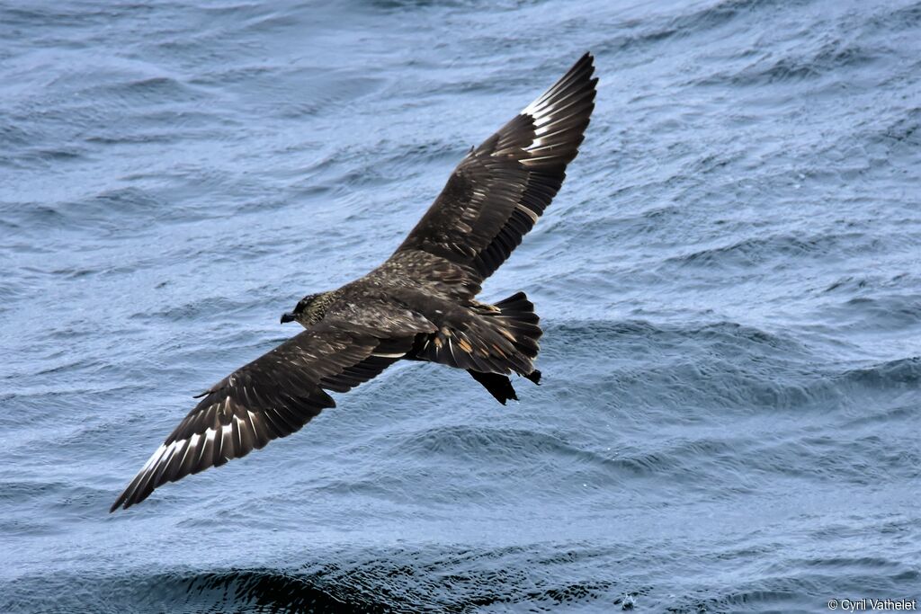 Chilean Skua, identification, aspect, Flight