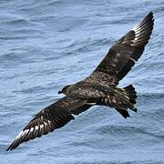 Chilean Skua