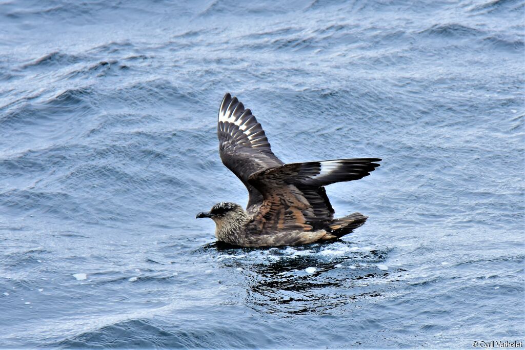 Chilean Skua, identification, aspect, swimming