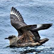 Chilean Skua