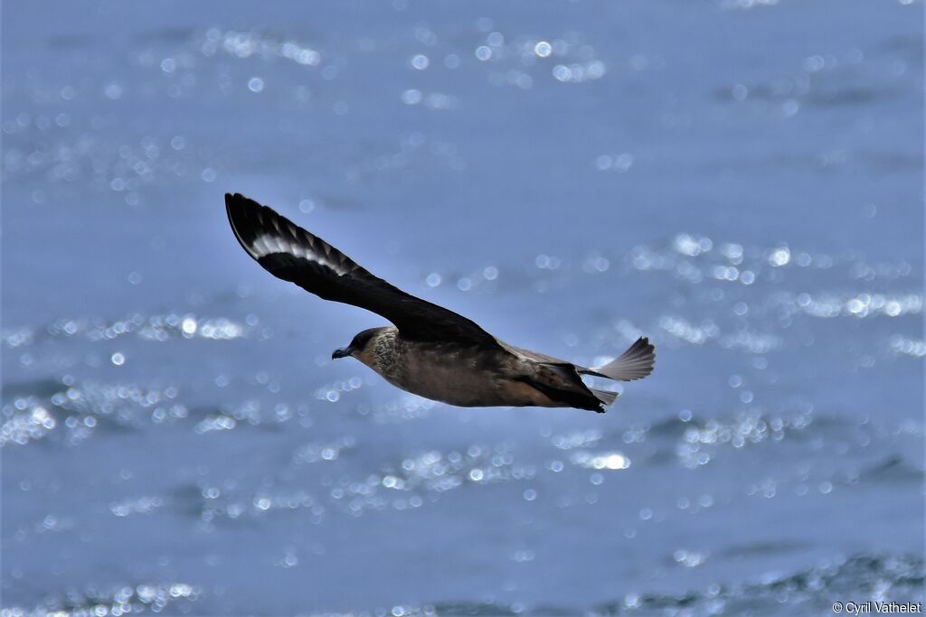 Chilean Skua, identification, aspect, Flight