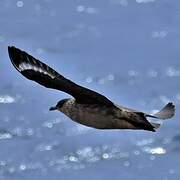 Chilean Skua