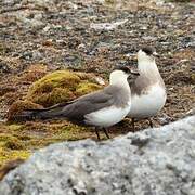 Parasitic Jaeger