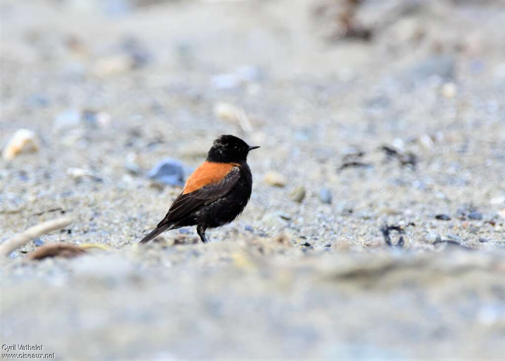 Austral Negrito male adult, identification