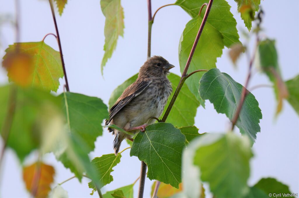 Linotte mélodieusejuvénile, identification, composition