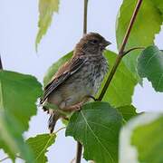 Common Linnet