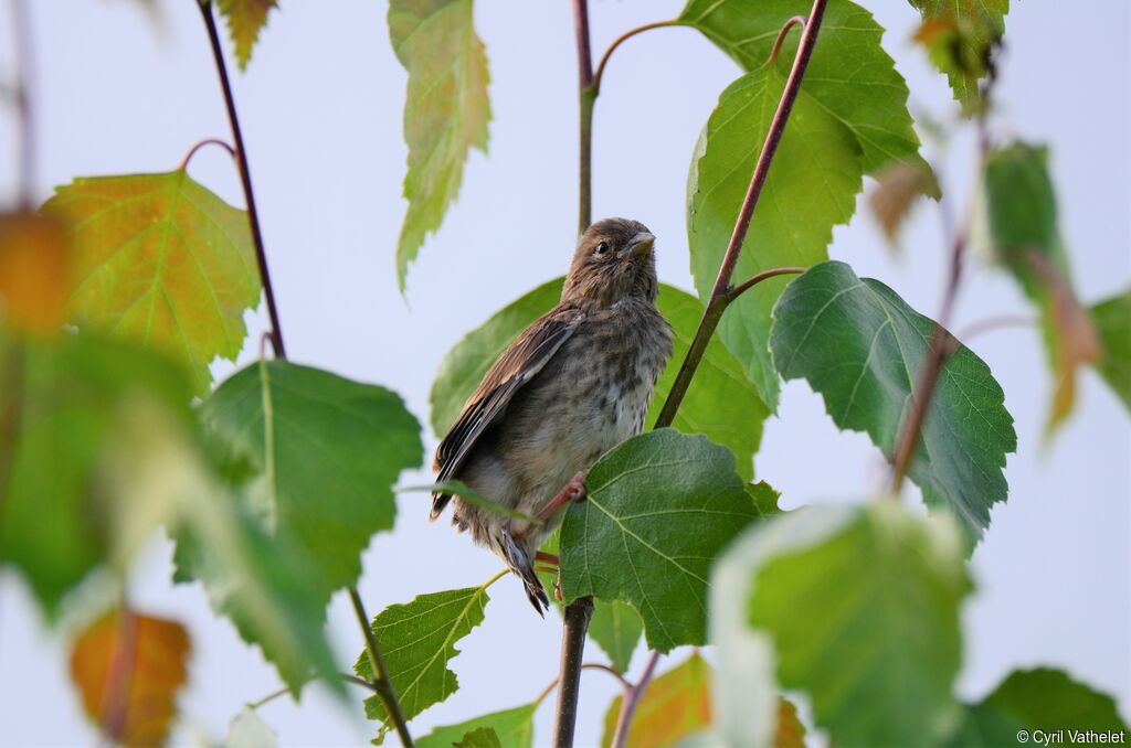 Linotte mélodieusejuvénile, identification