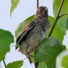 Linotte mélodieuse