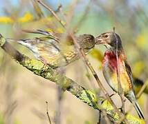 Common Linnet