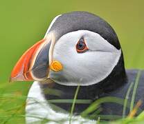 Atlantic Puffin