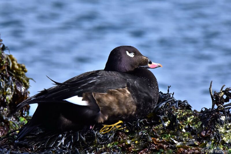 White-winged Scoter male, Reproduction-nesting