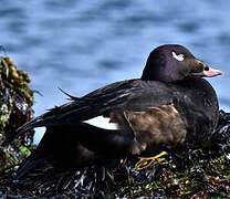 White-winged Scoter