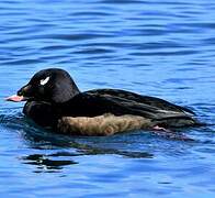 White-winged Scoter