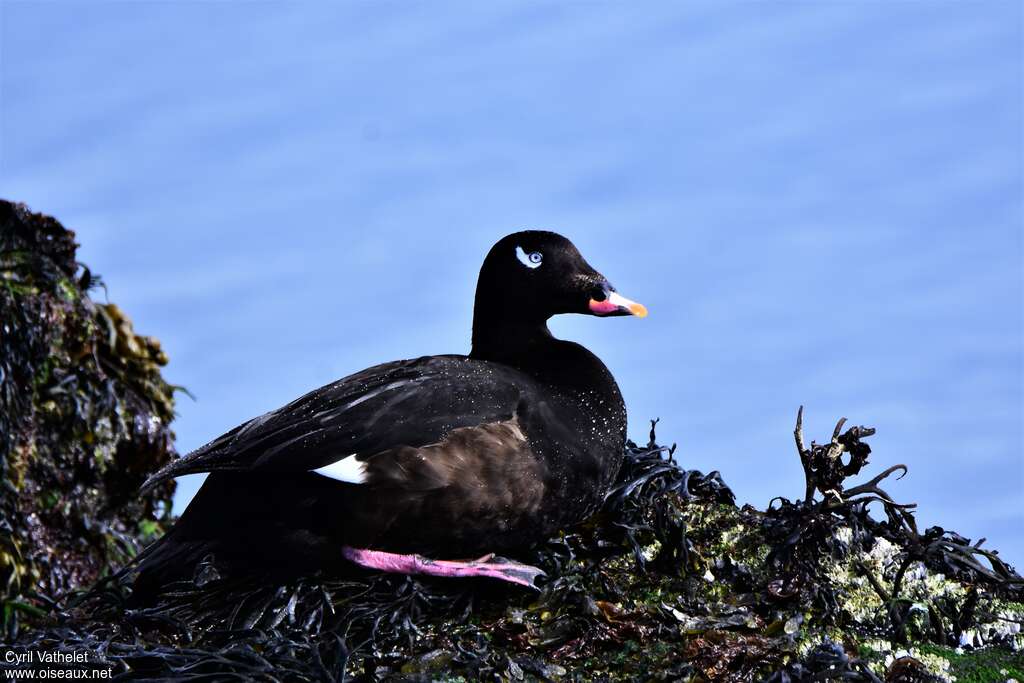 White-winged Scoter male adult breeding, pigmentation