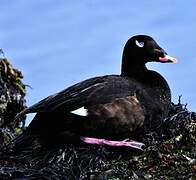 White-winged Scoter