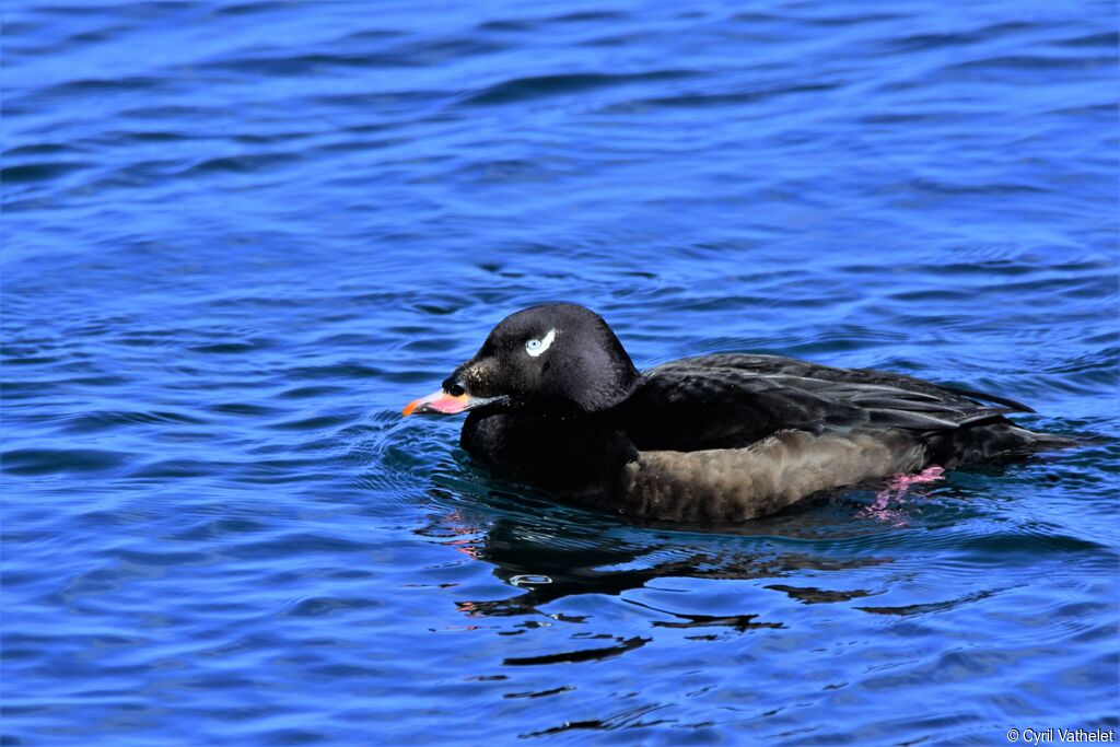 White-winged Scoter male, identification, aspect, swimming