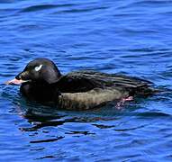 White-winged Scoter