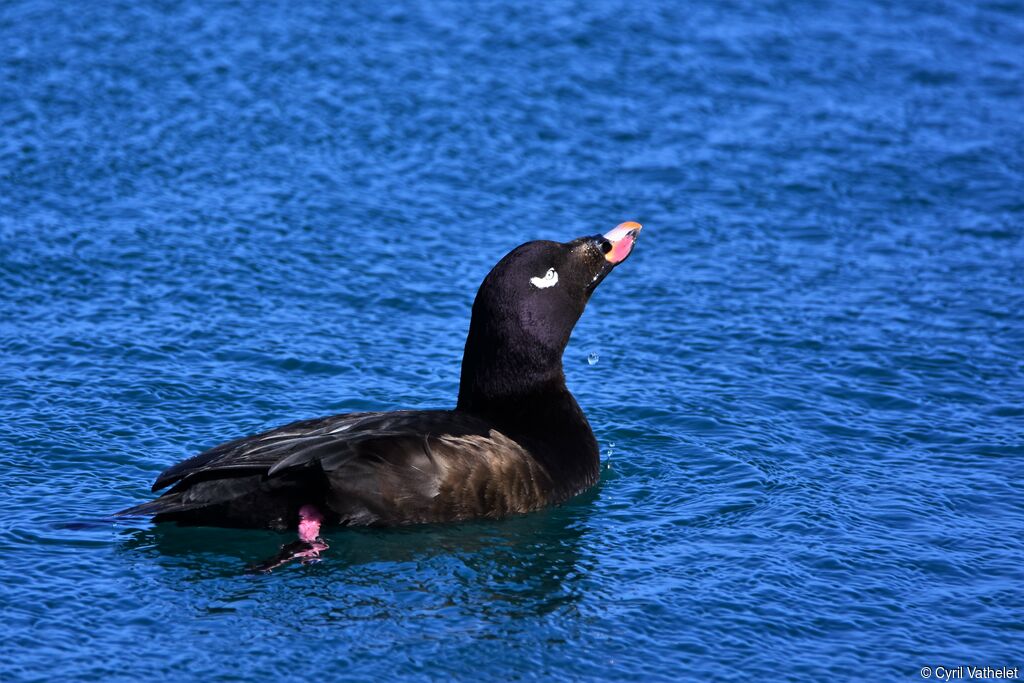 White-winged Scoter male, identification, aspect, swimming