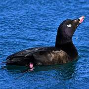 White-winged Scoter