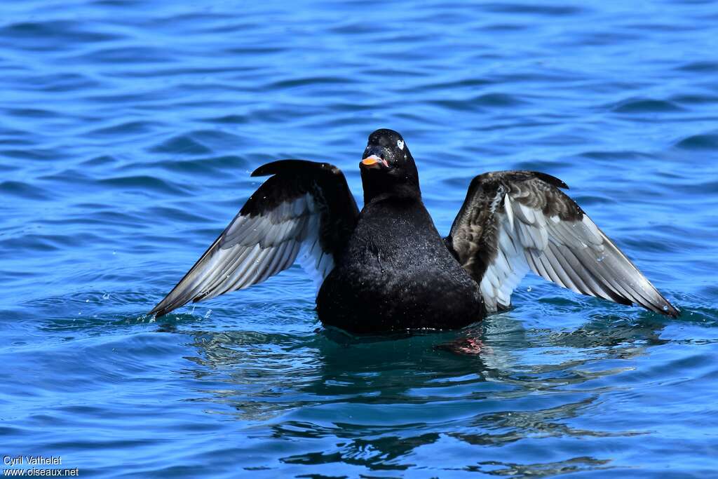 White-winged Scoter male adult, aspect, pigmentation, swimming