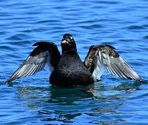 White-winged Scoter