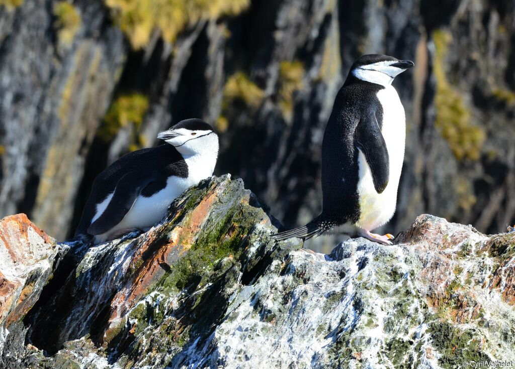 Chinstrap Penguinadult, habitat, aspect