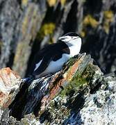 Chinstrap Penguin