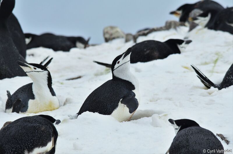 Chinstrap Penguin, habitat, Reproduction-nesting