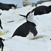 Chinstrap Penguin