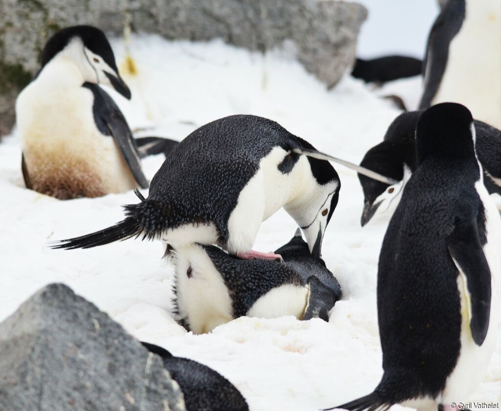 Chinstrap Penguinadult, habitat, aspect, pigmentation, mating.