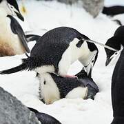 Chinstrap Penguin