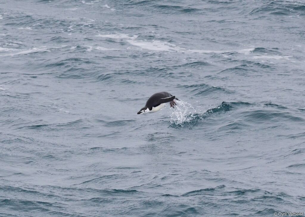 Chinstrap Penguin, swimming, Behaviour