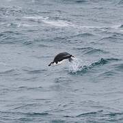 Chinstrap Penguin