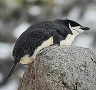 Chinstrap Penguin