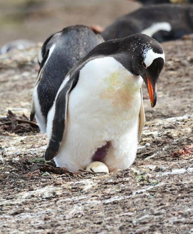 Gentoo Penguinadult, identification, habitat, aspect, pigmentation, Reproduction-nesting, Behaviour