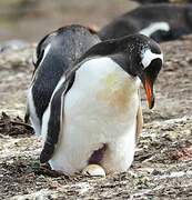 Gentoo Penguin