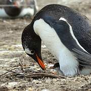 Gentoo Penguin