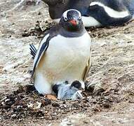 Gentoo Penguin