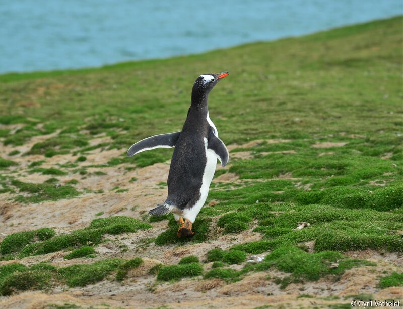 Gentoo Penguinadult, identification, habitat, aspect, walking