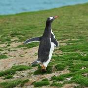 Gentoo Penguin